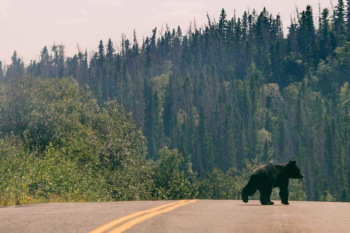 Alaska, Wild