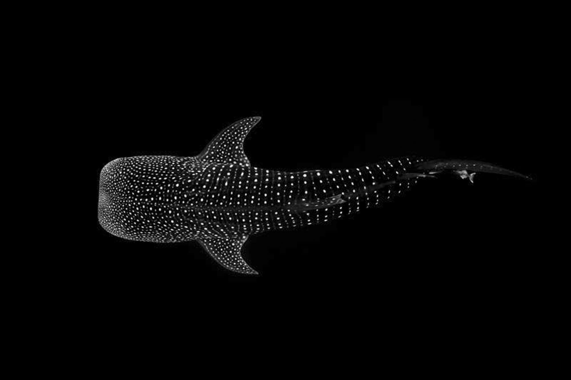 Getting deep: Christopher Leidy