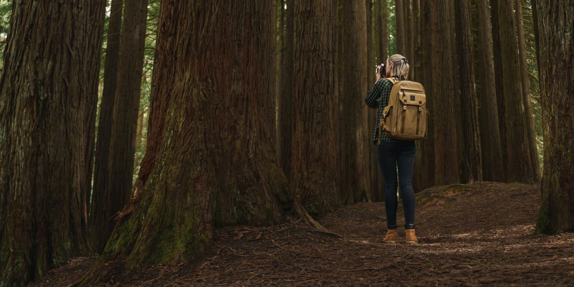 Person with a backpack taking a photo of a large tree in a forest